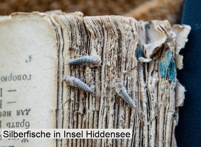 Silberfische in Insel Hiddensee